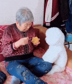 比熊一天喂几次最合适,7个月比熊一天吃几顿一顿吃多少