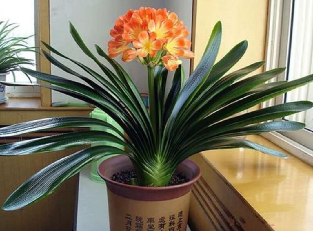 观花最好养的植物,5-10月适合养什么花