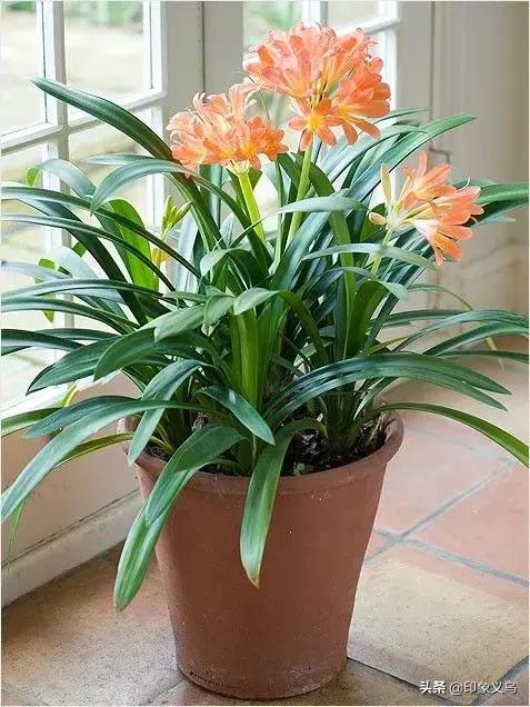 过期药片可以养什么花,用过期的药片能种花吗