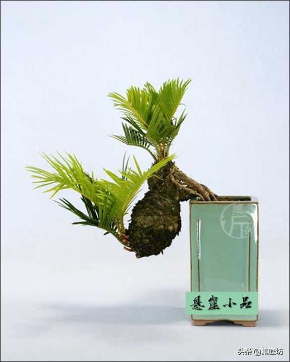 铁树盆景秋天怎么养护,铁树盆景的养护方法