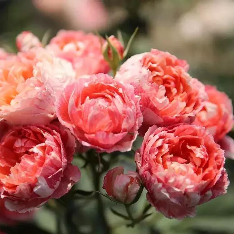 月季图鉴哪本书好,淘宝上最好养的月季品种