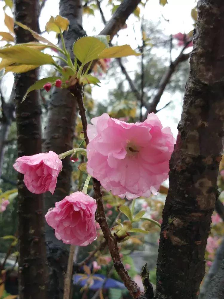 樱花雨飞儿乐队,樱花雨落