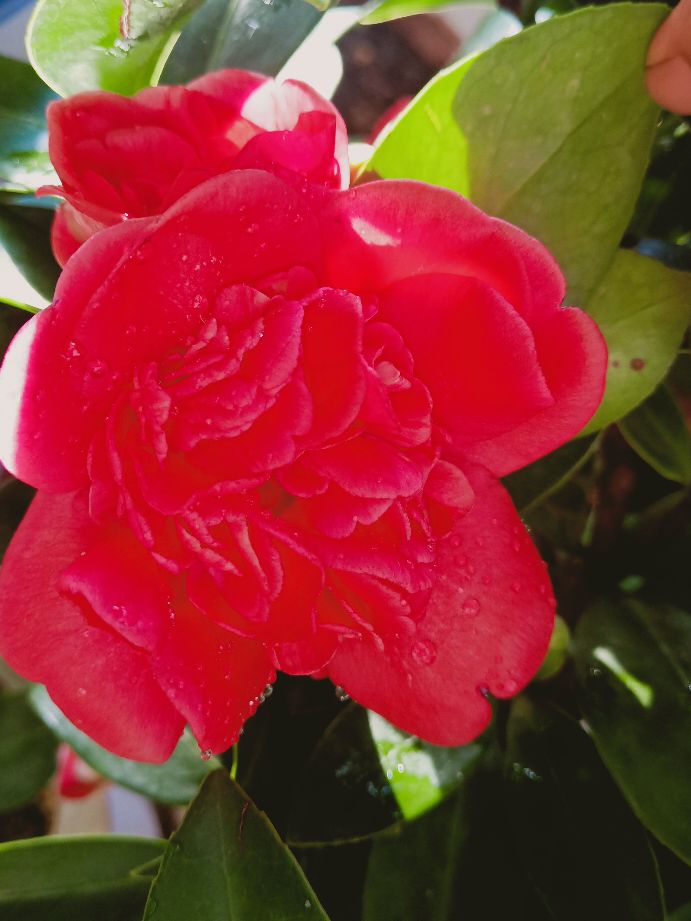 名贵的茶花图片,花中珍品茶花