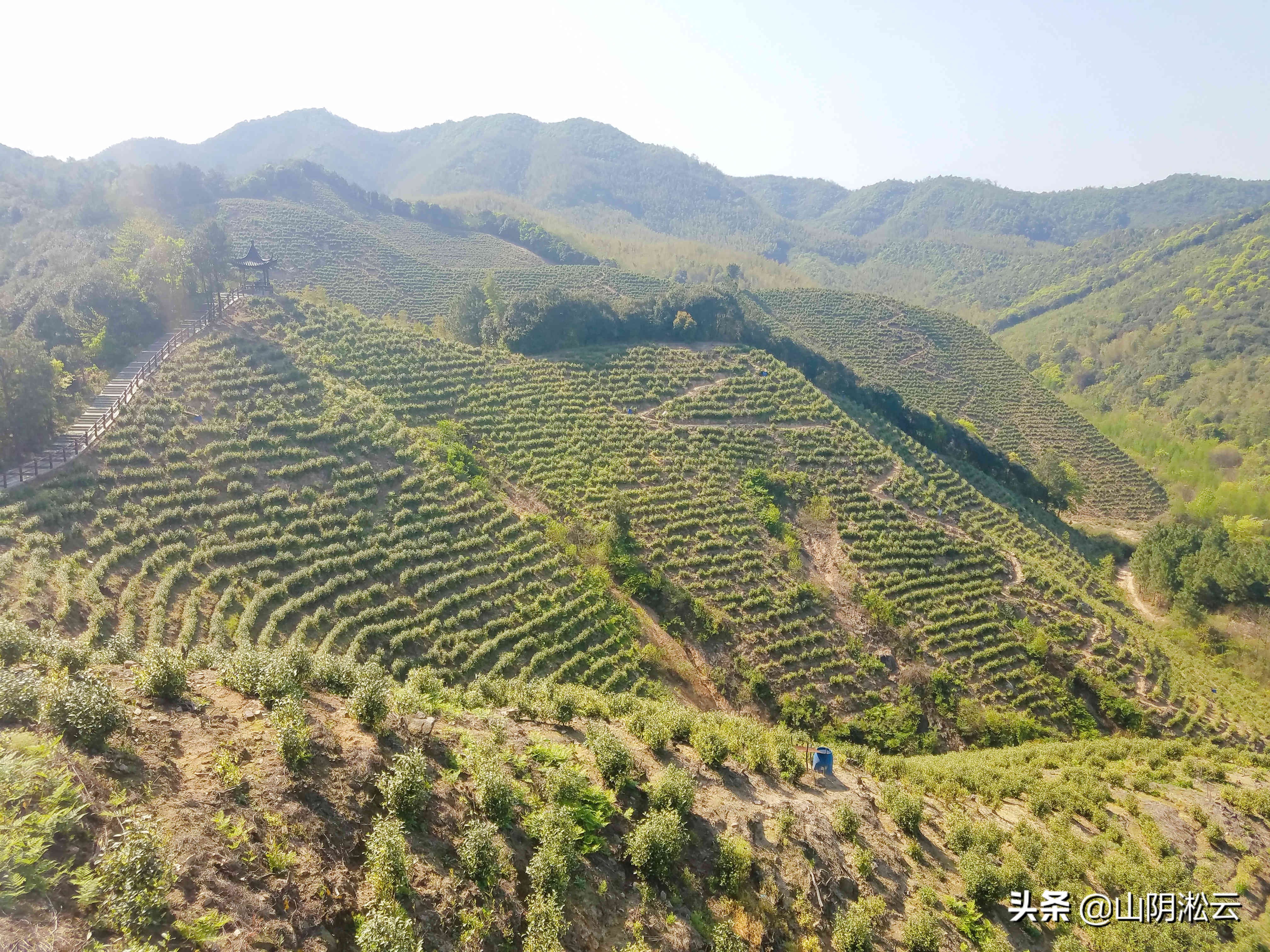 900岁古树见证，从岳飞的抗金沙场到美不胜收的杜鹃花谷
