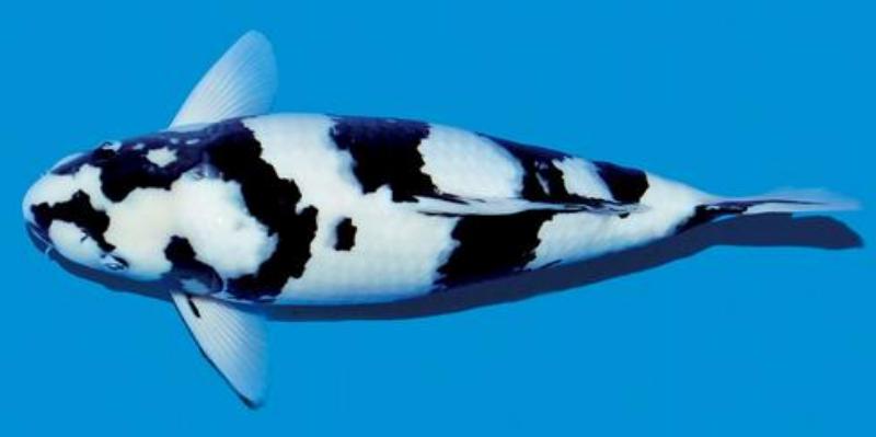 锦鲤的十三个大类名字叫什么,锦鲤十三鳞