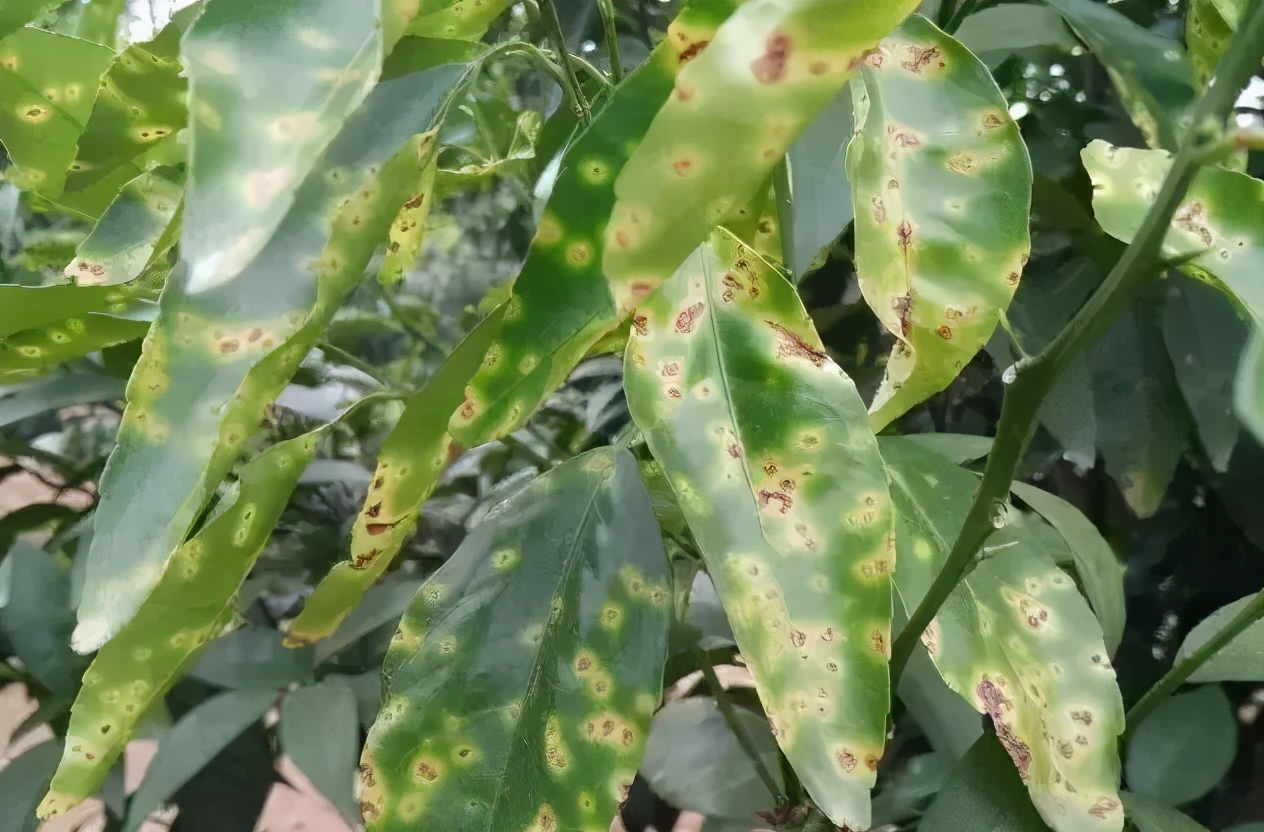 柑橘溃疡病有效防治新进展,柑橘溃疡病的防治方法