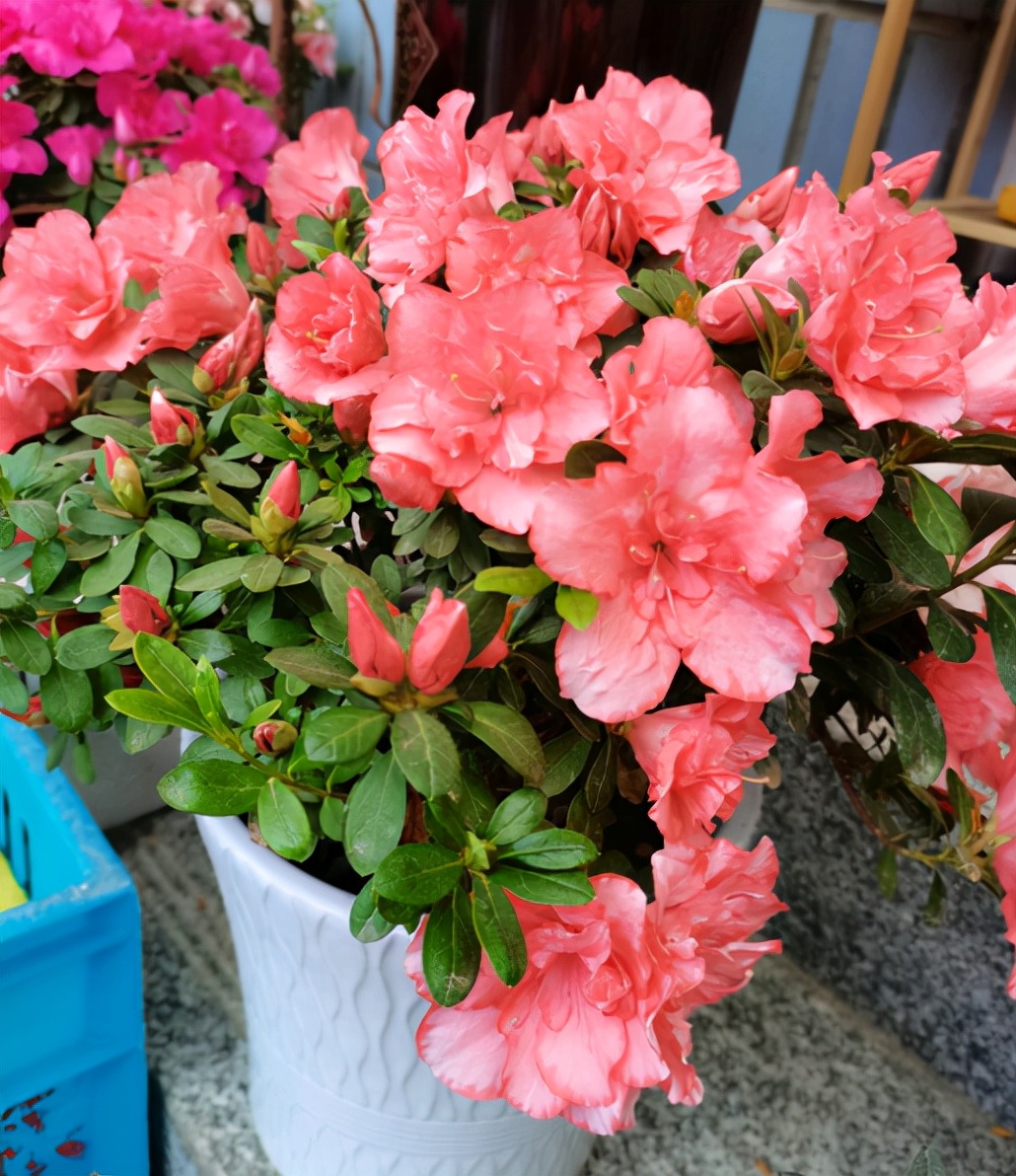 秋季刚栽种的杜鹃怎么施肥,杜鹃入手怎么养护