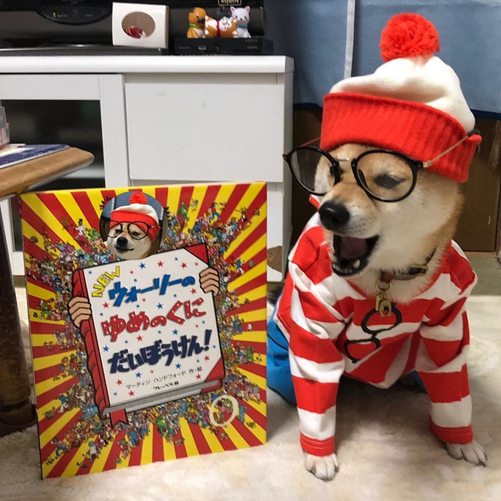 被砖头压住了!影帝柴犬超入戏25个连自己也骗倒的瞬间