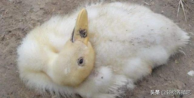 鸭包心包肝治疗方法,鹅包心包肝该怎么治