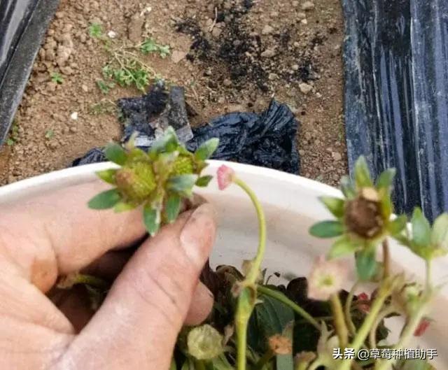 霸王级寒潮,霸王级寒潮低温