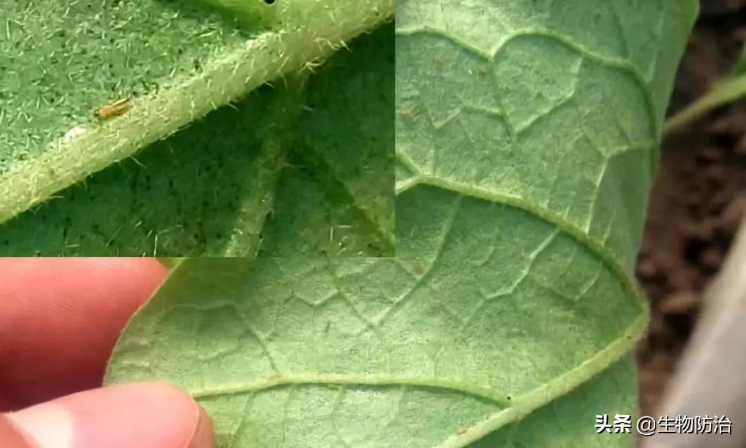 农业有害生物的防治方法,有害生物绿色防控