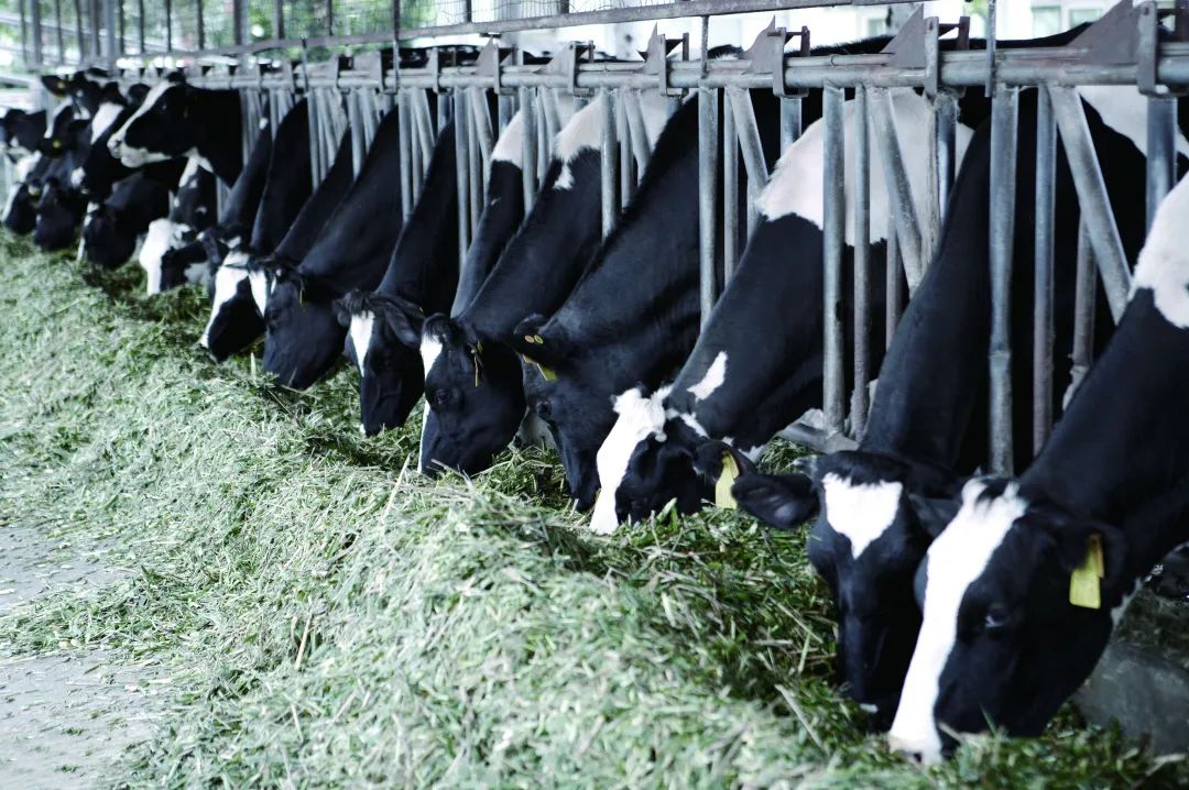 为什么好多人不认可品牌,为什么有的人在意品牌真假