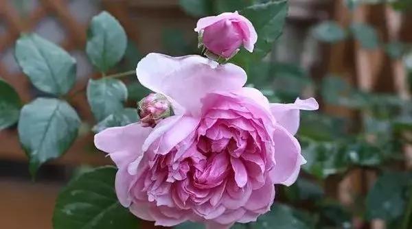 每天学习一点点女性小常识,每天学习一点点科普一下