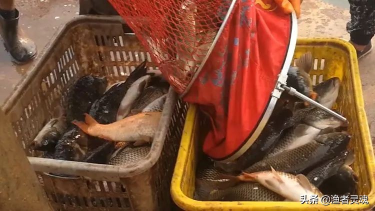 天津最大黑坑钓场静海花园多少钱,黑坑静海花园钓鱼