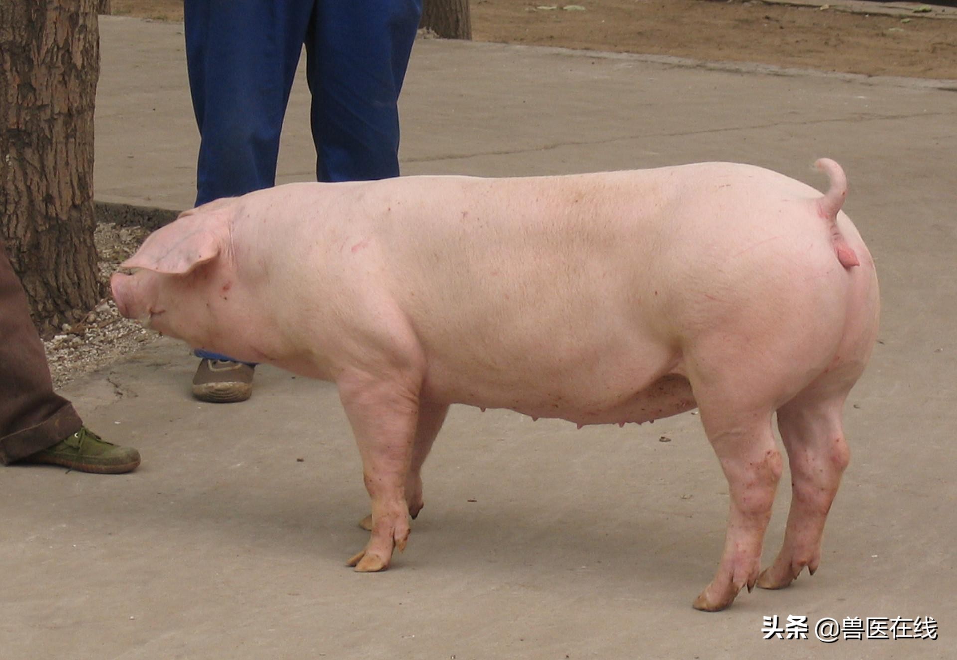 伊维菌素牛羊驱虫药用法用量,伊维菌素可以给猪用吗