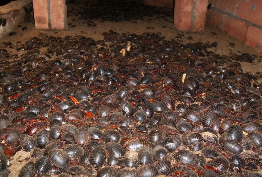 想搞养殖用什么手续,想搞养殖养什么赚钱