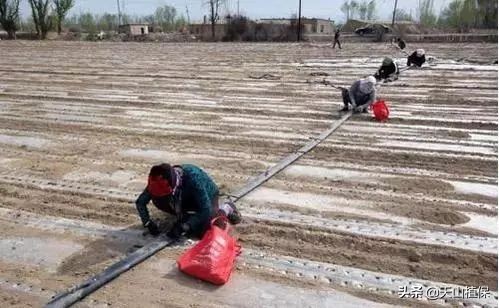 棉花播种小知识视频大全,棉花整地播种科普视频