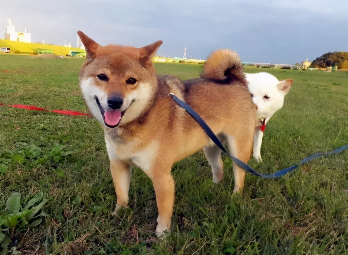 柴犬缺钙会有哪些症状,柴犬缺钙吃什么钙片