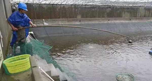 池塘水变褐色怎么解决,池塘的水突然特别的黄是怎么回事