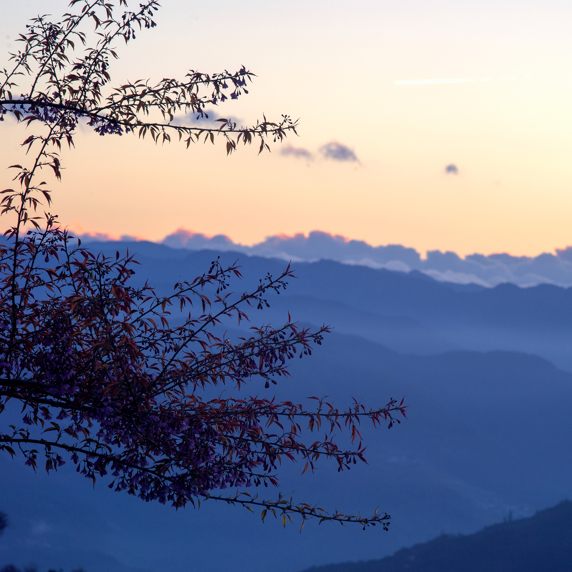 2023腾冲看银杏最佳时间,腾冲看银杏树旅游攻略