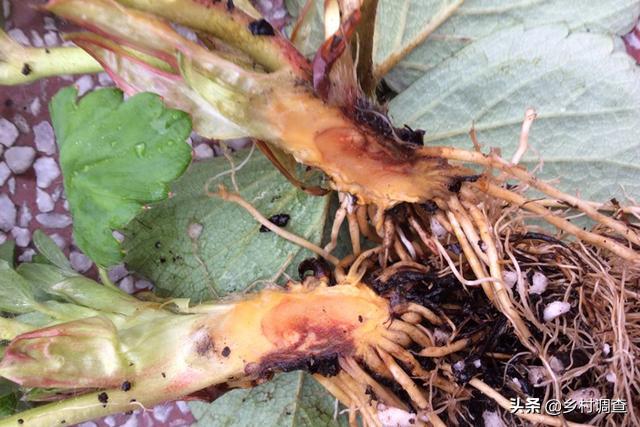 种植草莓的各种病害,草莓最全的病虫害防治方案