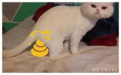 家中养猫的小伙伴，快来领取免费的猫屎咖啡