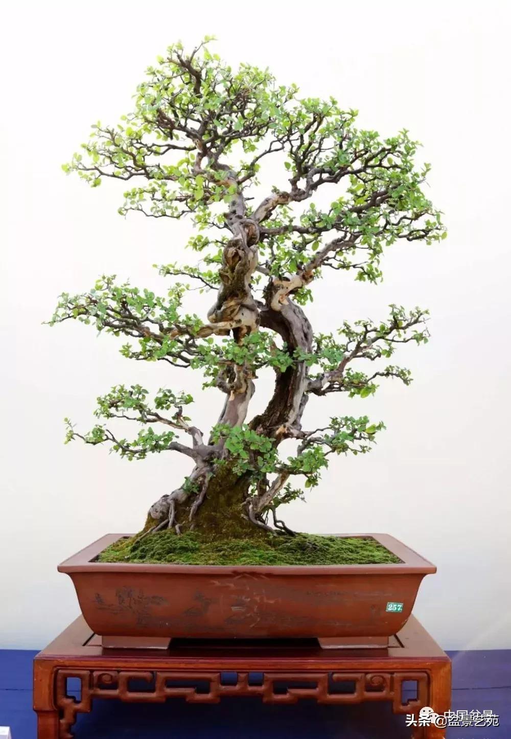 雀梅盆景艺术鉴赏图片,红芽雀梅盆景冬天怎么养护