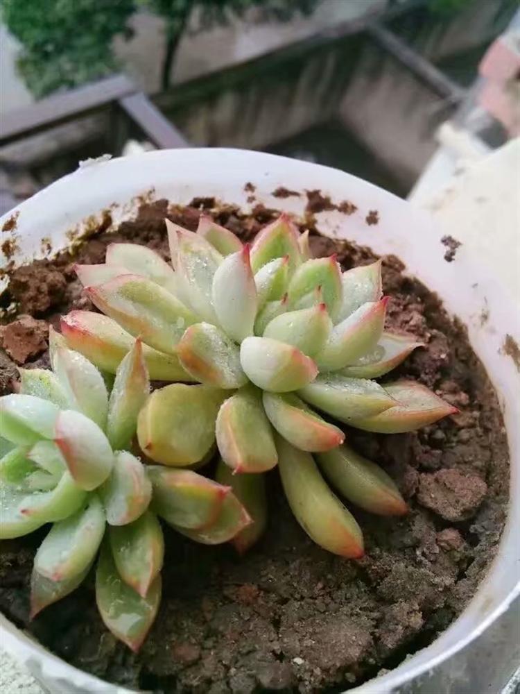 多肉黑霉病怎么消除最有效,多肉白腐病怎么防治