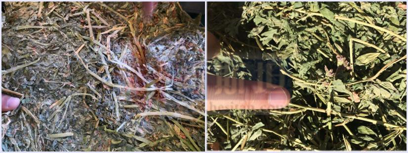 乐源牧业现有几个牧场,乐源牧业大名县牧场