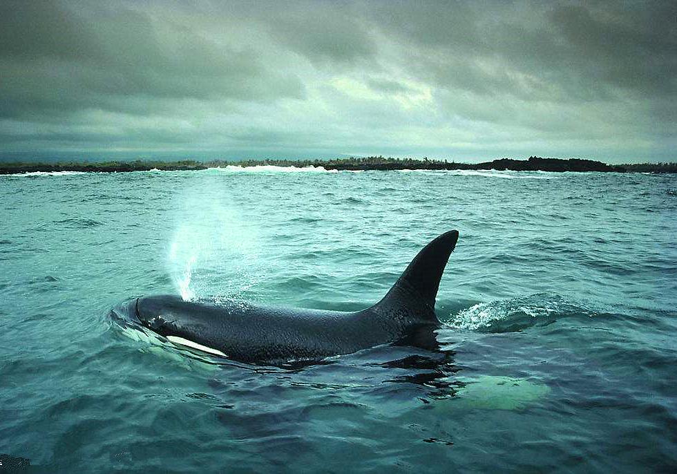 鲸鱼养育幼崽的方式是什么,鲸鱼如何哺育自己的孩子