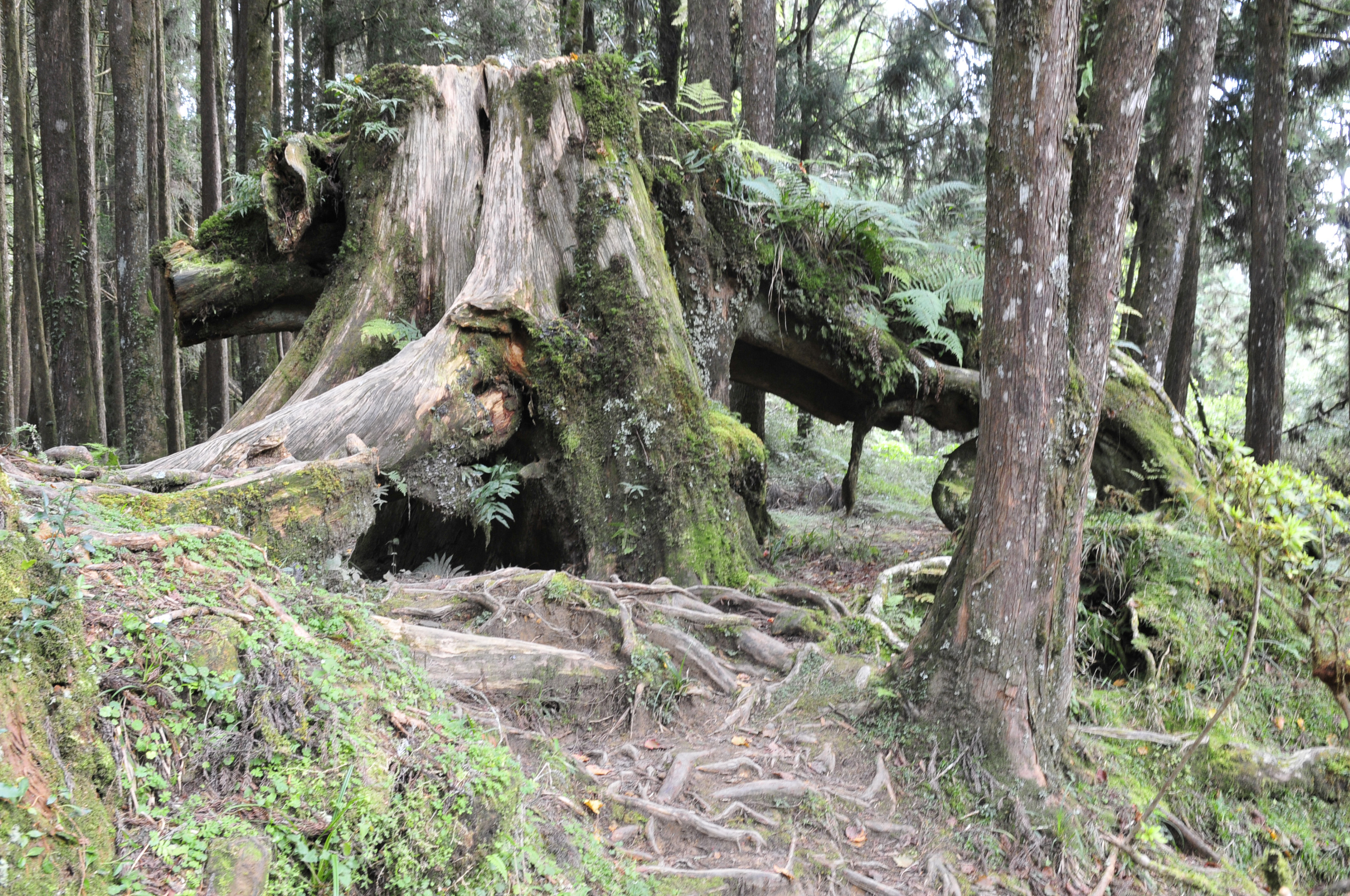 阿里山的故事传说,阿里山讲了一个什么故事