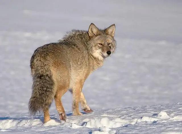 打蛇为什么要七寸,把头打烂没毒牙,还不够安全吗?