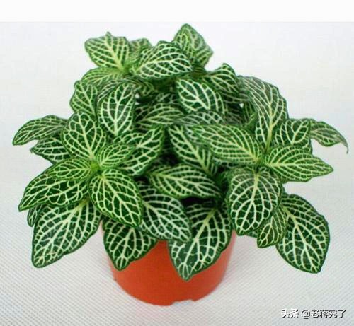 网纹草叶子卷起来了要怎么改善,网纹草叶茎褪色怎么回事