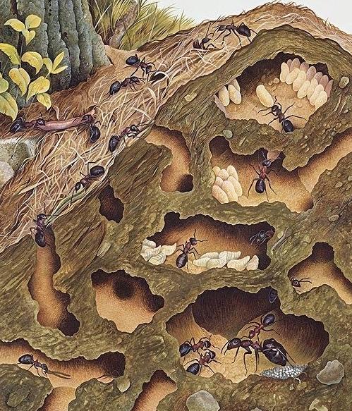 蚂蚁搬家是不是意味着有雨,蚂蚁搬家真的是因为要下雨了吗