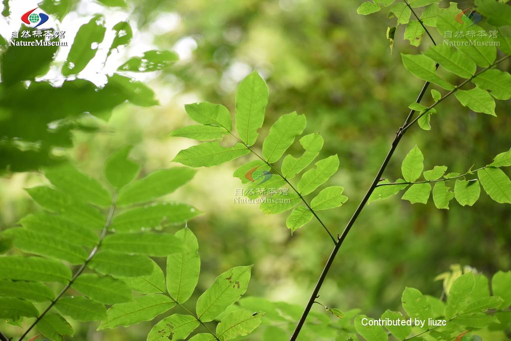 北方常见的楸花类树种,北方常用绿化植物