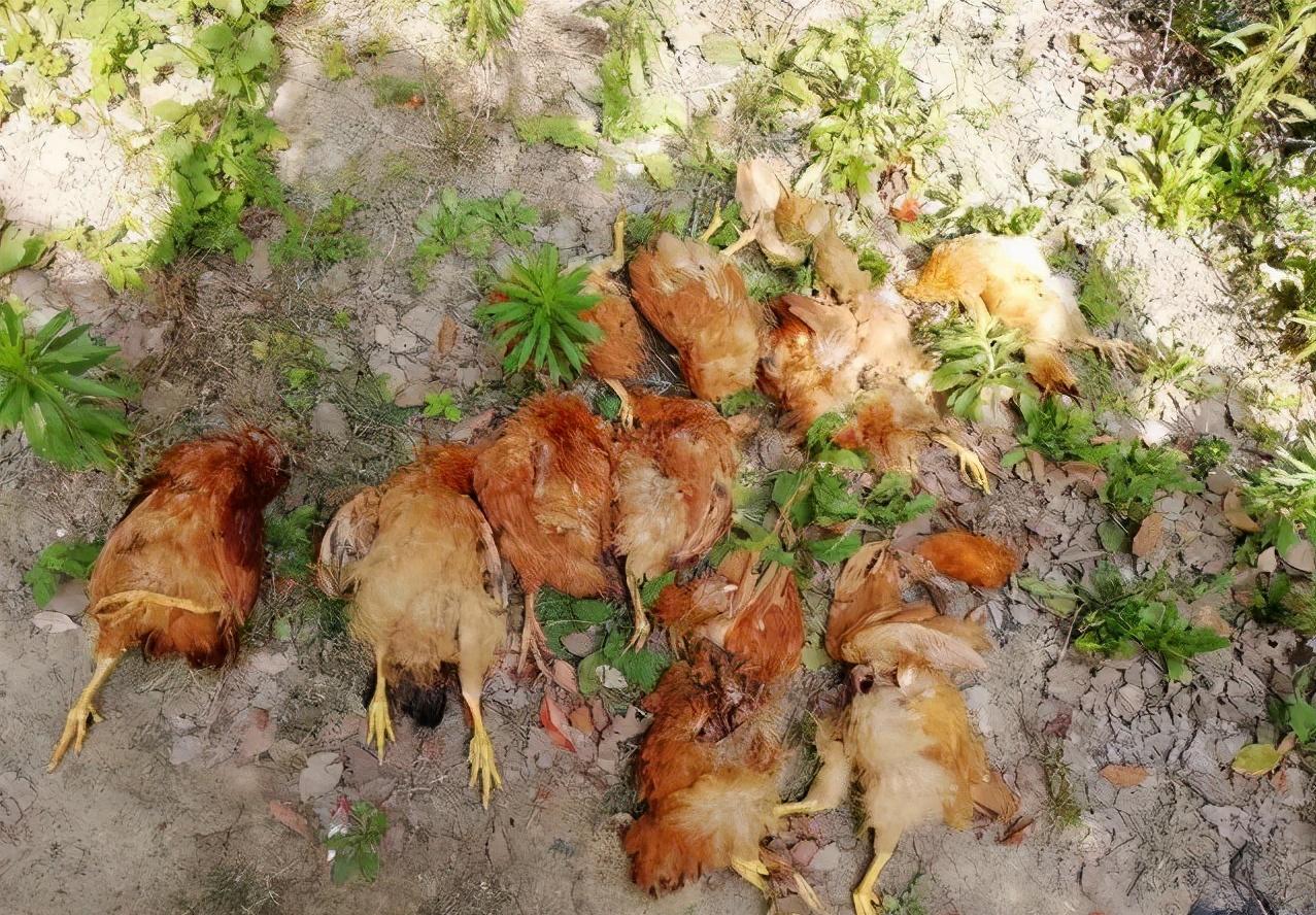 豹猫觅食咬死农户37只鸡,野生豹猫咬死家禽