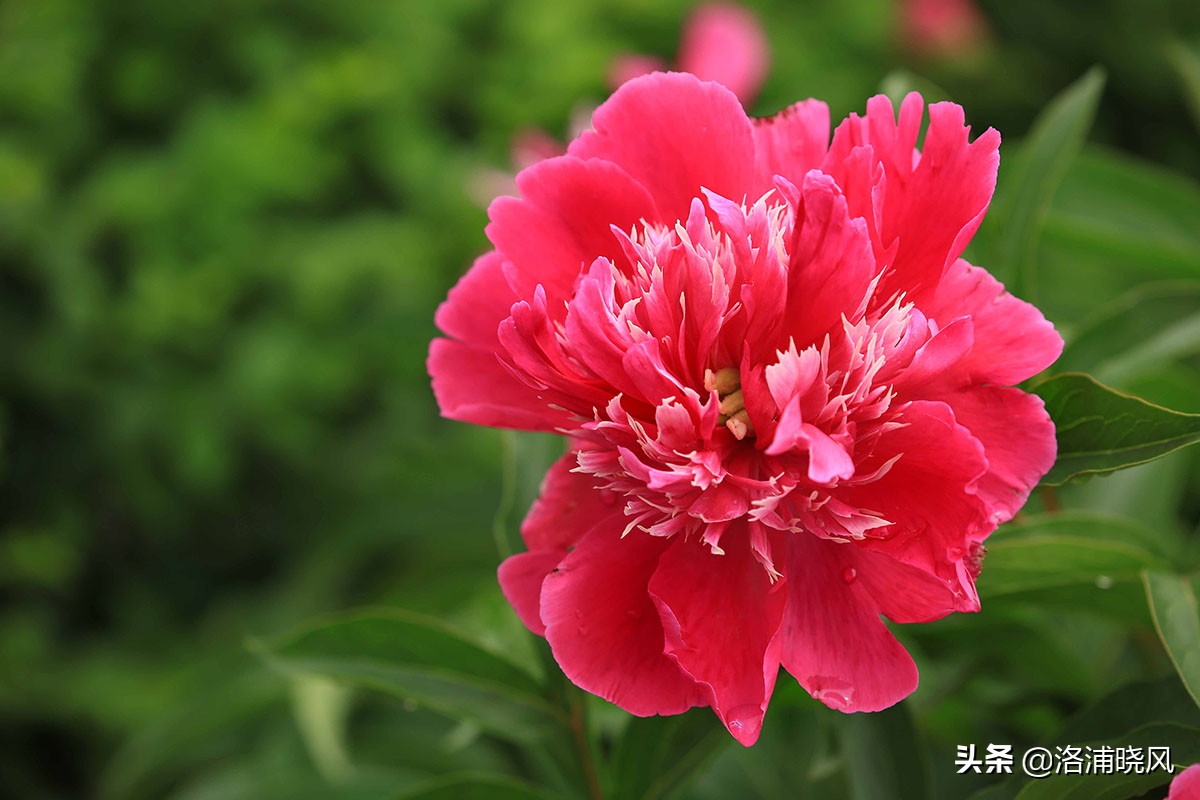 大院绿化的回忆——顺便看看院里的芍药定个究竟有多少种？