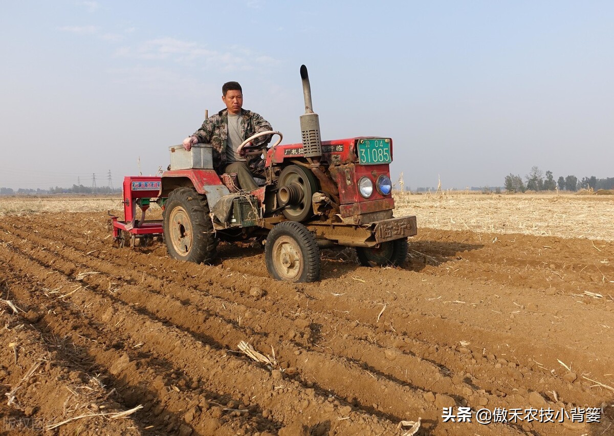 小麦早打和晚打有什么区别,小麦晚播品种能否早播