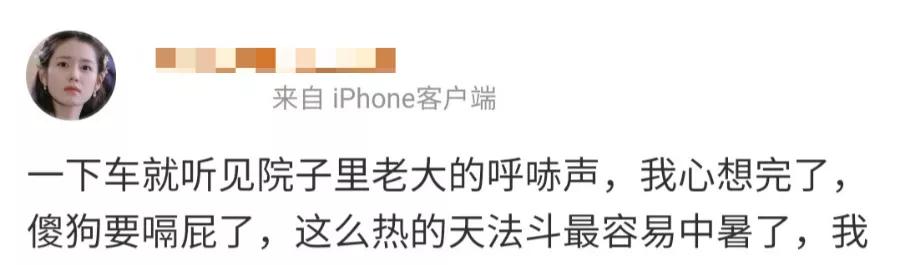 好好的狗怎么会得狂犬病,狗子中暑了