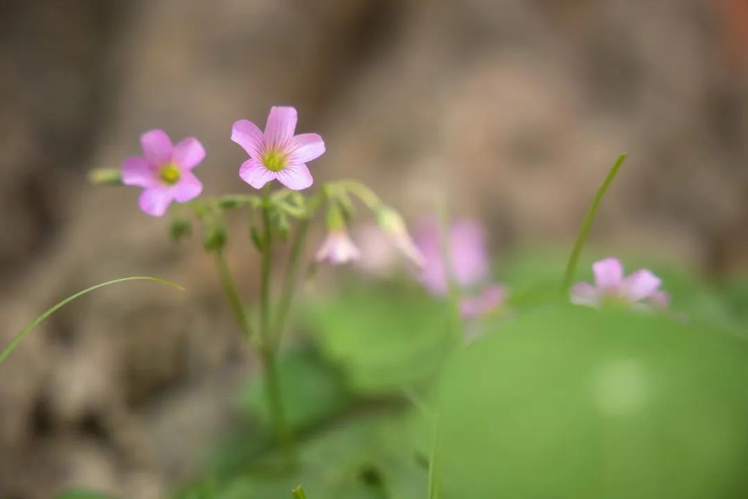 腾龙17-70f2.8和适马18-50f2.8怎么选,索尼适马24-70对比腾龙24-70评测