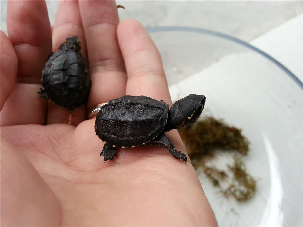 盘点最适合懒人养的小宠物排行榜,最适合家里养的小宠物干净好养