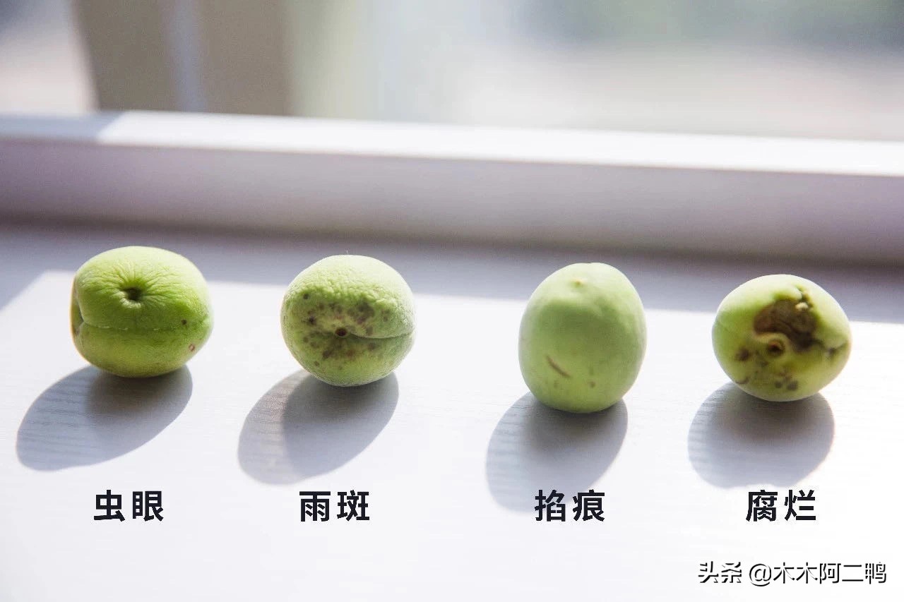 青梅怎么做能发挥最大功效,青梅的16大功效