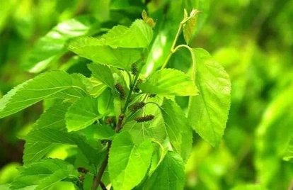 桑叶树的栽培方法,桑叶种植技术视频教程