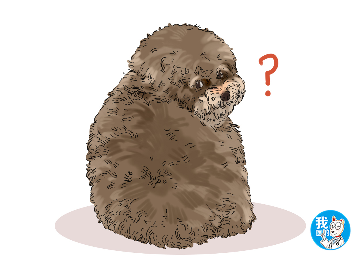 在路边看到一只狗狗,路边看见一只泰迪