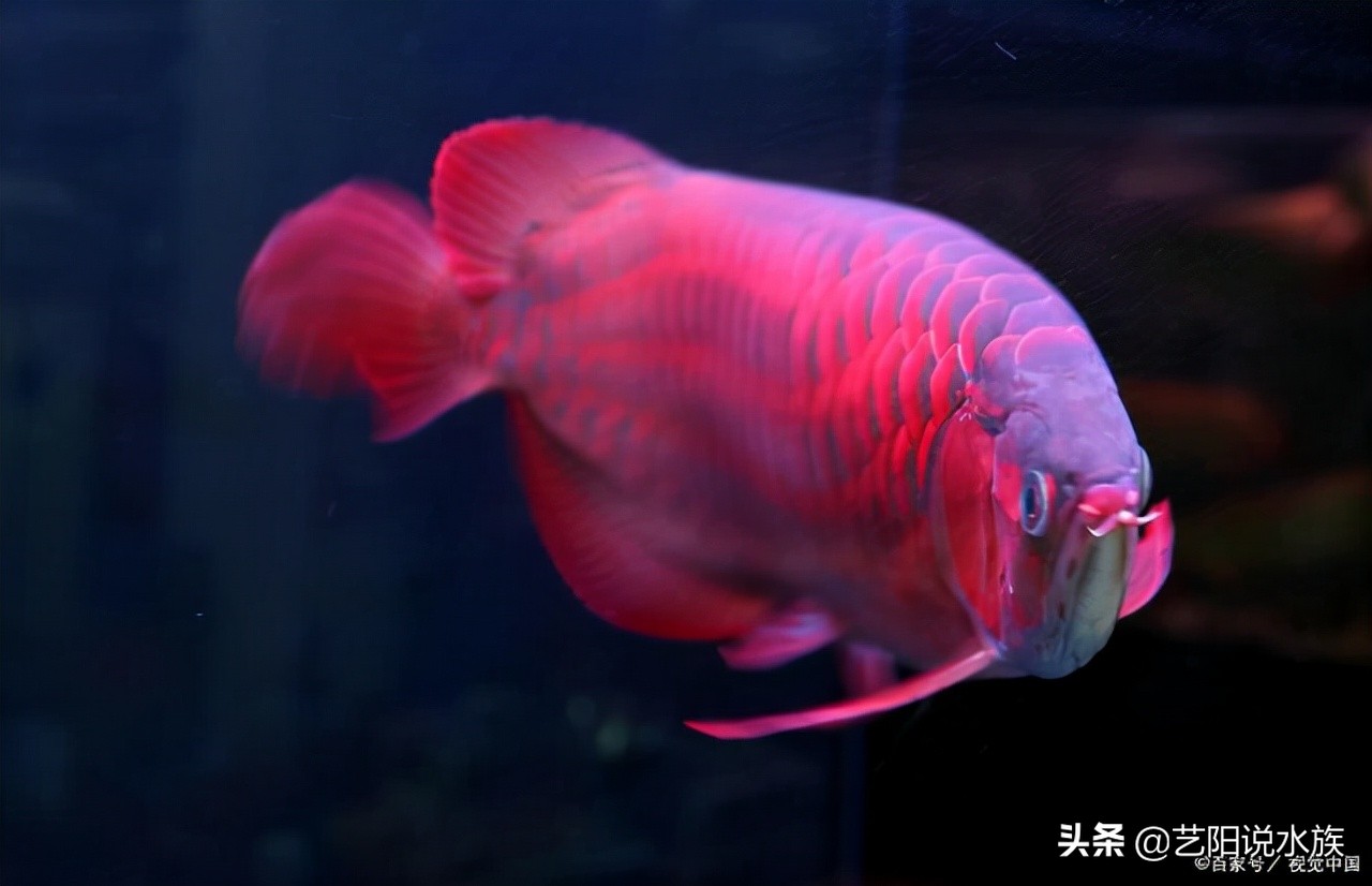 龙鱼要怎么看上灯,龙鱼用什么灯效果最好