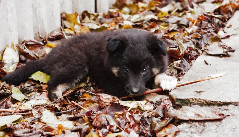 狗为什么喜欢吃叶子,狗狗为什么喜欢吃花叶子