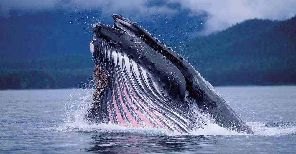 生物界的“大喇叭”!蓝鲸可达到188分贝,“知了”怎么样?