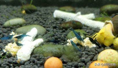 十大养不死的观赏虾品种,蓝宝石虾是不是养单一品种比较好