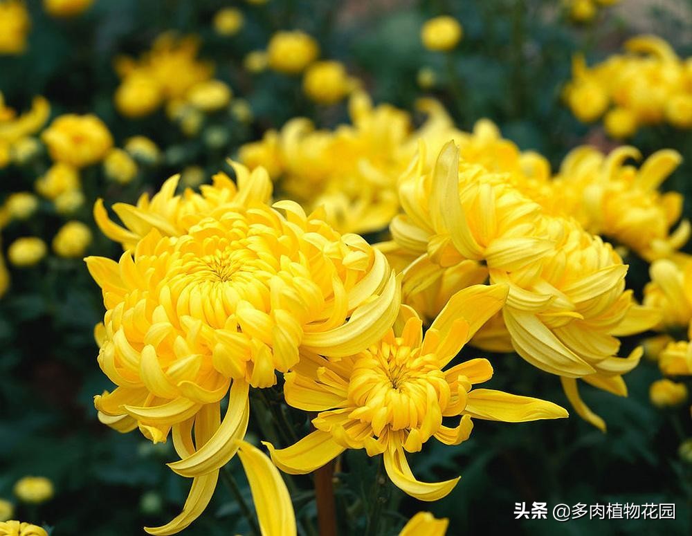 菊花在养护过程常见的病虫害及防治方法