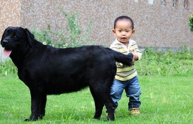 全黑的狗有什么讲究吗,买黑色的狗好还是不好